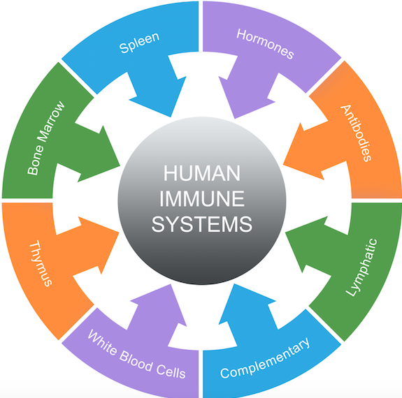human immune system chart